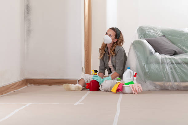Reliable Mold Remediation contractor in Mattapan, MA by WQB Mold Removal